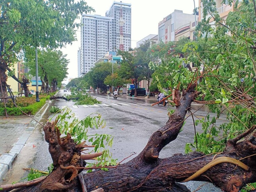 Nhiều cây xanh bị ngã đổ ở TP Đà Nẵng trong cơn bão số 9 vừa qua.