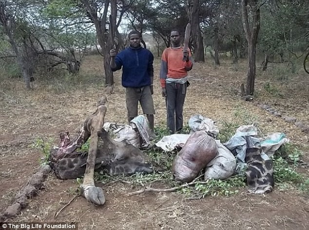 Những kẻ săn trộm chặt hươu cao cổ để lấy thịt đem bán. (Nguồn: DM)
