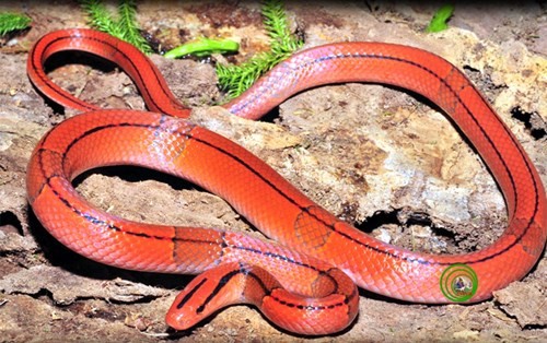 “Điểm danh” 11 loài rắn “đẹp da, tốt nết“