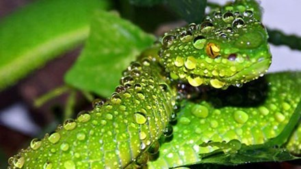 Nạn rắn lục đuôi đỏ: Cách giải nọc độc bằng thuốc dân gian