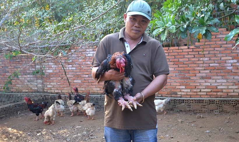 Gà Đông Tảo trong trại gà của anh Tuấn được bán với giá 2 - 3 triệu đồng/con
