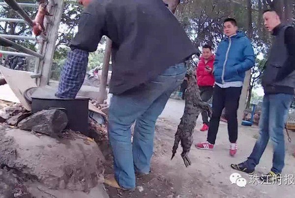 Trung Quốc: Rợn người cảnh giết chó mèo