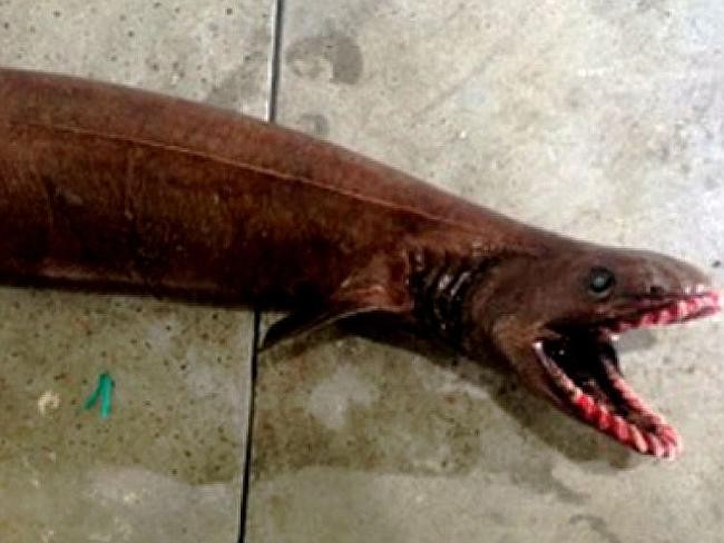 Hốt hoảng với con cá mập “thời tiền sử” có... 300 cái răng