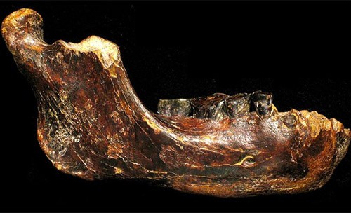 Phát hiện hóa thạch chủng người chưa được biết đến ở châu Á