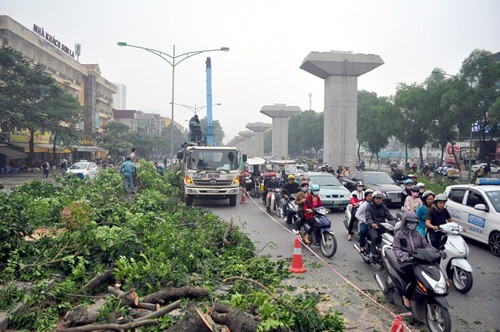 Ngoài việc thay thế 6.700 cây xanh, thành phố Hà Nội cũng chặt hạ hàng trăm cây xanh để thi công các tuyến đường sắt đô thị. Ảnh: Phương Sơn.
