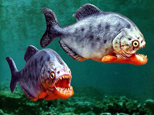 Ghê rợn hàm răng loài cá khát máu nhất thế giới