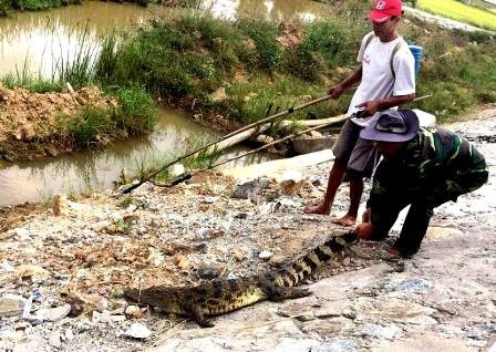 Con cá sấu nằm bên đường bị người dân bắt được. (Ảnh bạn đọc cung cấp)