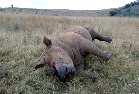 Loài tê giác đang đứng trước nguy cơ tuyệt chủng vì nạn săn bắt lấy sừng của con người