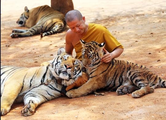 Đền Hổ nổi tiếng của Thái Lan hết hổ