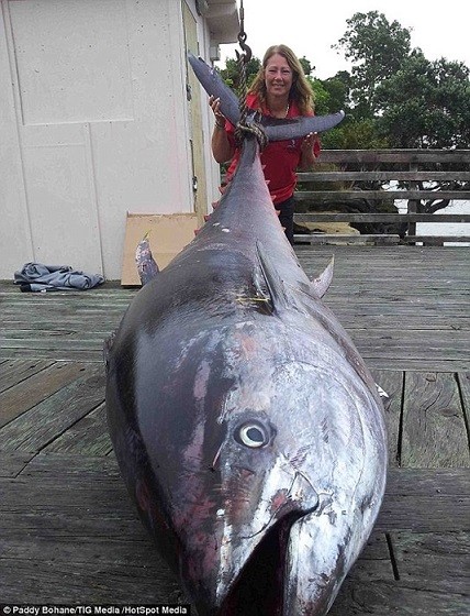 Bà mẹ 2 con chinh phục cá ngừ khổng lồ nặng gần nửa tấn