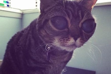 Cận cảnh chú mèo “ngoài hành tinh” gây sốt mạng xã hội