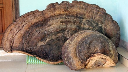 Phát hiện nấm linh chi khổng lồ nặng nửa tạ tại Nghệ An