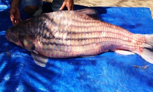 Bắt được cá khổng lồ quý hiếm gần trăm triệu trên sông Mê Kông