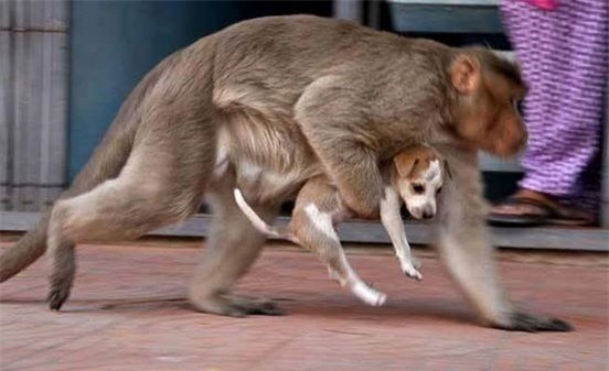 Cảm động hình ảnh khỉ mẹ chăm sóc chó con như con đẻ