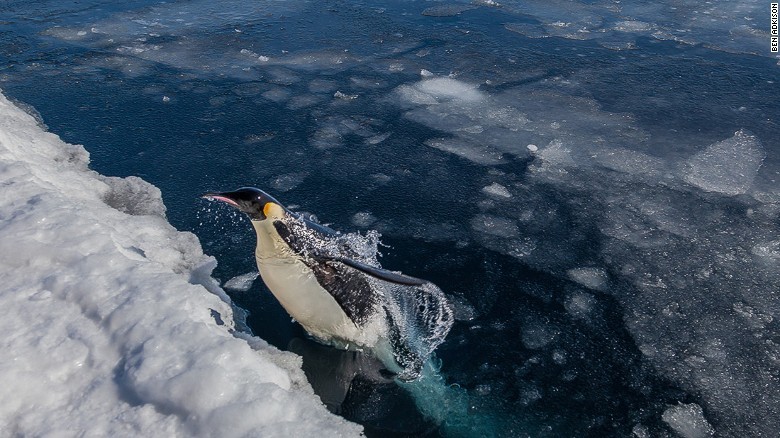 Tảng băng khổng lồ ‘bẫy chết’ 150.000 con chim cánh cụt