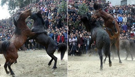 Rợn tóc gáy cảnh chọi ngựa đẫm máu ở Trung Quốc