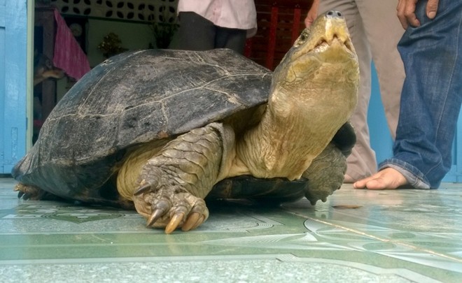 “Cụ” rùa trăm tuổi nửa đêm “tìm” đến nhà người nông dân