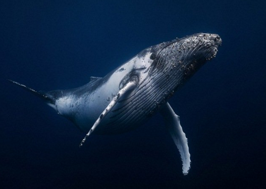 Chiêm ngưỡng toàn cảnh cá voi 40 tấn bơi lội dưới biển