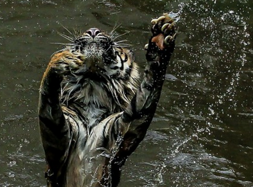Hổ đói lao lên khỏi mặt nước để vồ miếng mồi ngon