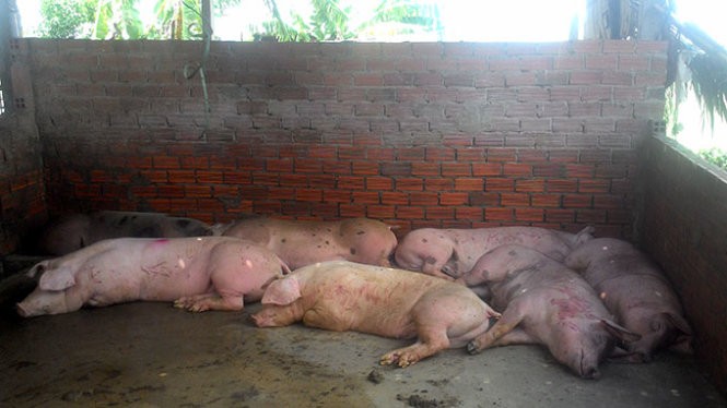 Làm sao để nhận biết thịt lợn bị tiêm thuốc an thần?