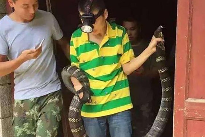 Hãi hùng phát hiện rắn hổ mang khổng lồ trong nhà