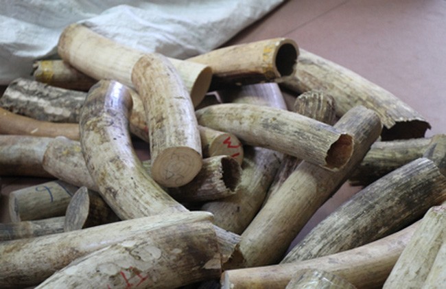 Số lượng lớn ngà voi có nguồn gốc từ châu Phi bị cơ quan chức năng bắt giữ tại Hà Nội (Ảnh; Dân trí)
