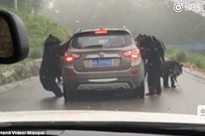 Hoảng hồn 4 con gấu đen đập phá xe ô tô trong công viên
