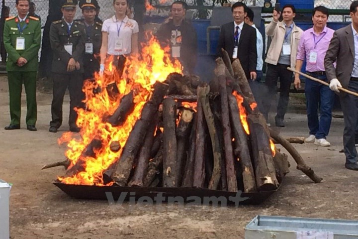 Tiêu hủy hơn 2.000 kg ngà voi và 70 kg sừng tê giác tại huyện Sóc Sơn