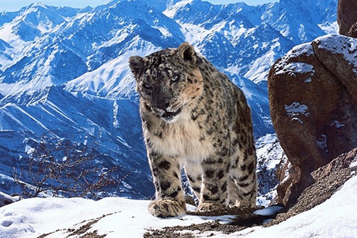 Những khoảnh khắc sinh tồn của động vật ở Himalaya