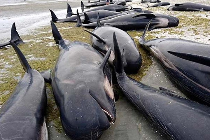 New Zealand lo ngại hàng trăm xác cá voi phát nổ