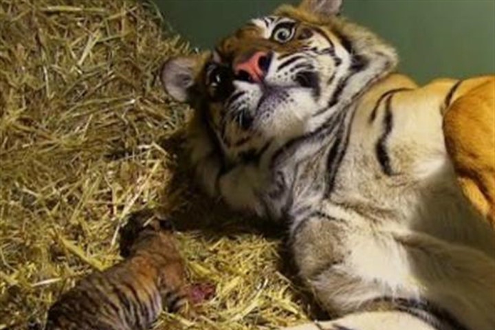 Đặt camera quan sát hổ Sumatra quý hiếm sinh con, hình ảnh sau đó quá thiêng liêng