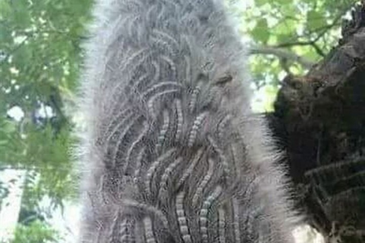 Loài sâu đáng sợ có hơn 60000 sợi lông chứa độc