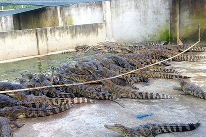 Hàng trăm ngàn con cá sấu nằm "đói lả" ở Bình Dương, Đồng Nai