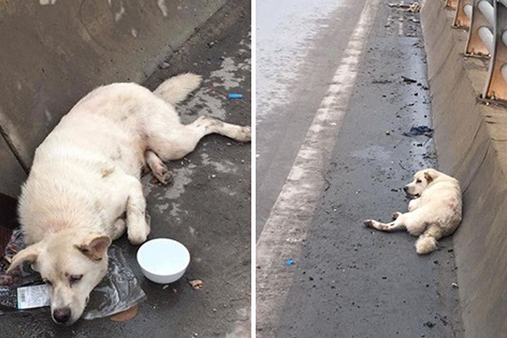 Chú chó bị đâm, lê lết trên phố Hà Nội và sức mạnh của cộng đồng mạng