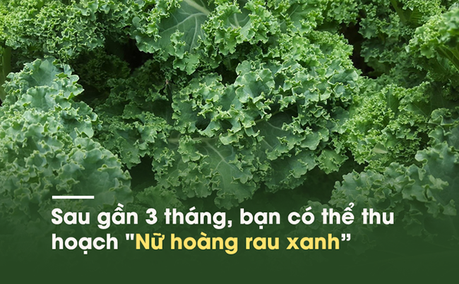 Loại rau cải nhiều canxi hơn sữa, ngừa ung thư khiến thế giới “phát sốt” ngày càng nhiều ở Việt Nam