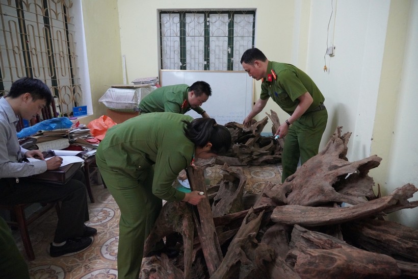 Số gỗ Ngọc Am có trọng lượng 553 kg đang được tập kết, cất giấu tại nhà riêng của Học. Ảnh: Công an Hà Giang
