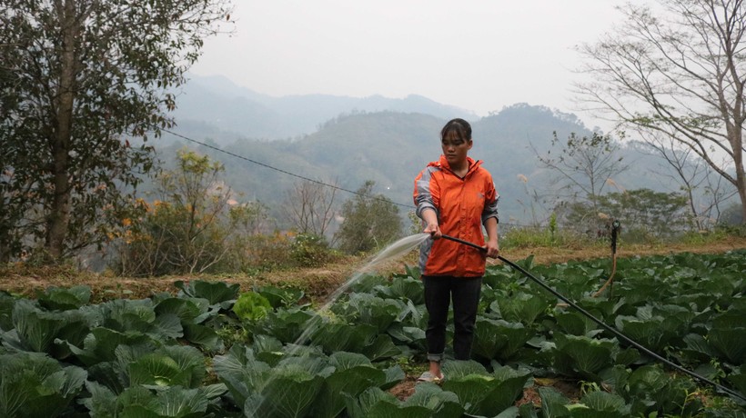Chị Vương Thị Bầu, thôn Bình An, xã Bản Luốc phát triển kinh tế từ trồng rau sạch. Ảnh: Đặng Và