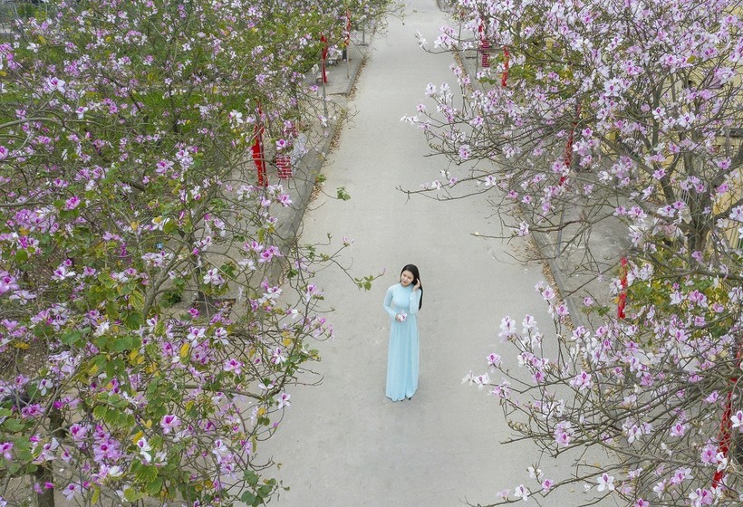 Nữ sinh Đại học Văn hóa Hà Nội thướt tha áo dài với hoa ban tím ảnh 1