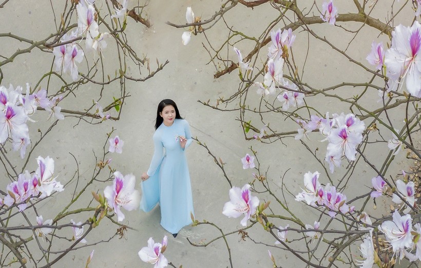 Nữ sinh Đại học Văn hóa Hà Nội thướt tha áo dài với hoa ban tím ảnh 6