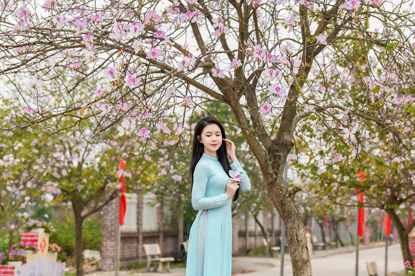 Nữ sinh Đại học Văn hóa Hà Nội thướt tha áo dài với hoa ban tím ảnh 10