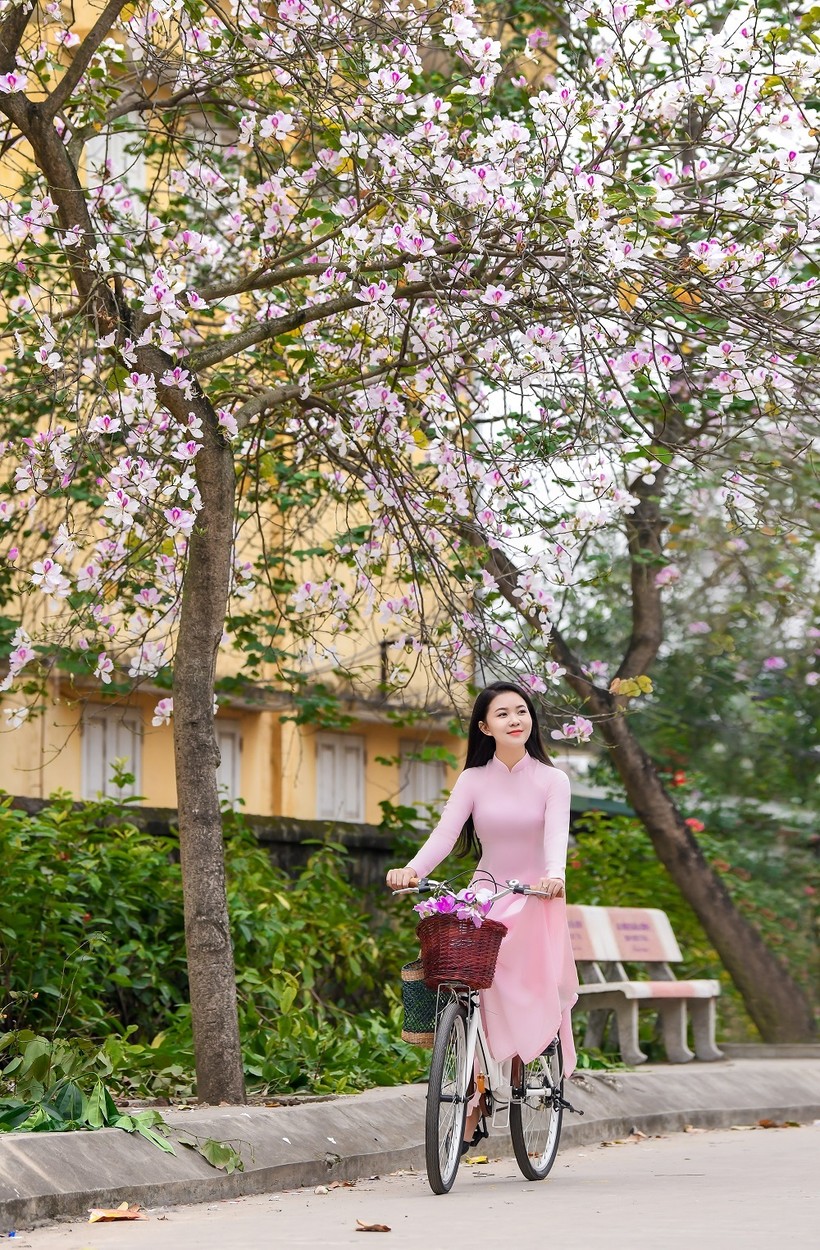 Nữ sinh Đại học Văn hóa Hà Nội thướt tha áo dài với hoa ban tím ảnh 3
