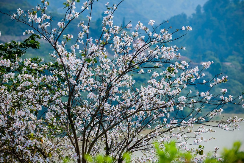 Hoa ban nở trắng xóa sườn đồi Điện Biên.