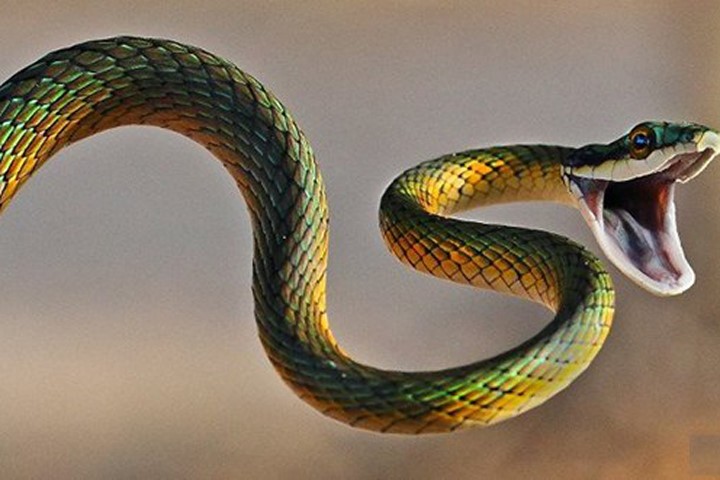 Cơ thể dài của rắn chỉ xuất phát từ một loại gene duy nhất, mang tên Oct4.