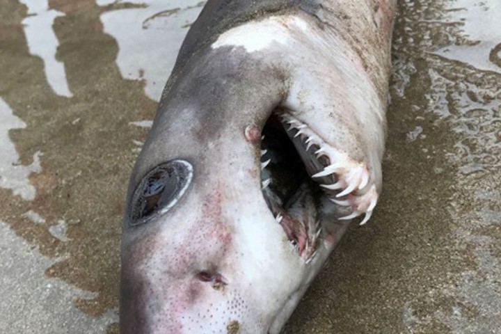Lần đầu tiên phát hiện cá mập hình thù kỳ dị trôi dạt vào bờ biển nước Anh. Ảnh: Telegraph