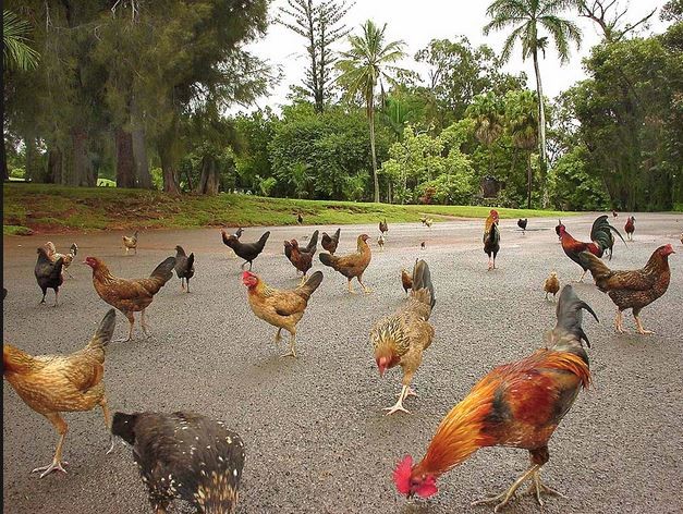 Hòn đảo trở thành quê hương của hàng nghìn con gà hoang dã