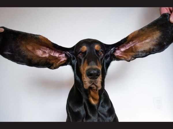 Chú chó tên Lou đã kỷ lục Guinness thế giới khi sở hữu đôi tai dài hơn 30 cm.