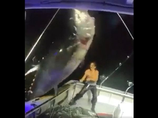 Người phụ nữ tự mình kéo cá ngừ vây xanh nặng 450kg lên thuyền.