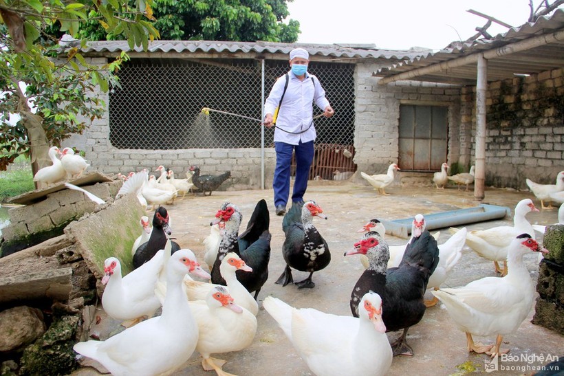 Tiêu hủy hàng chục nghìn con gia cầm do cúm A/H5N6
