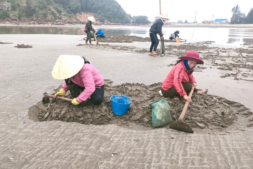 Những người phụ nữ cần mẫn cuốc từng m2 cát để tìm ngao trên bãi biển xã Quỳnh Bảng, huyện Quỳnh Lưu, Nghệ An.