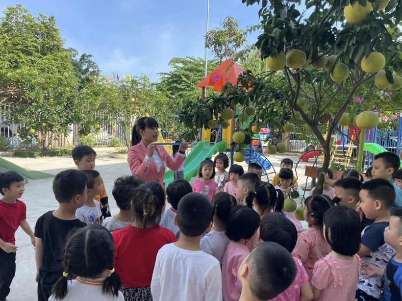 Trẻ tại Trường Mầm non Ngô Thì Nhậm được nghe cô giới thiệu về cây bưởi.